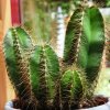 Isolatocereus_dumortieri